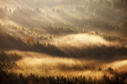 Picture of AUTUMN RAYS