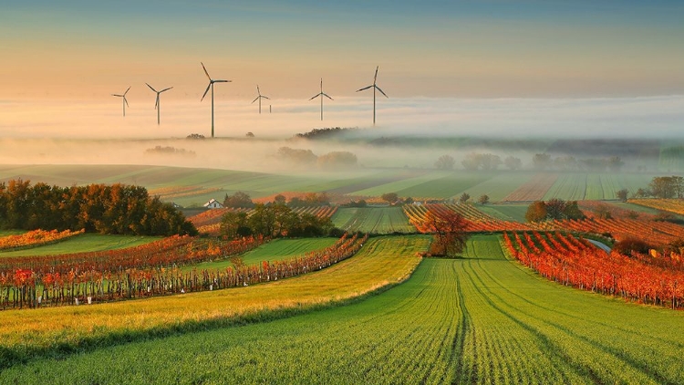 Picture of AUTUMN ATMOSPHERE IN VINEYARDS