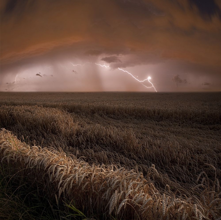 Picture of HARVEST LIGHTS