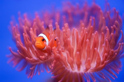 Picture of FINDING NEMO