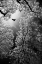 Picture of FLIGHT