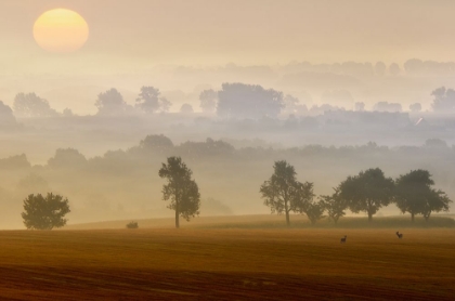 Picture of MORNING VIEW