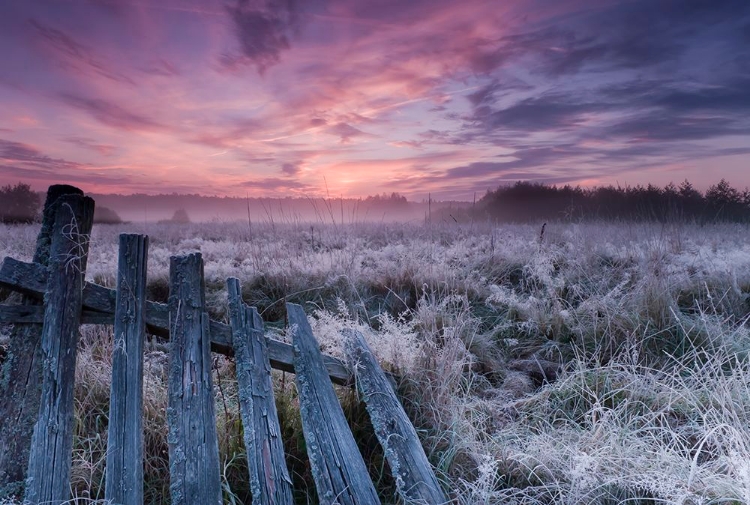Picture of DAWN OF BIALOWIEZA MEADOWS