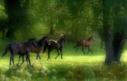 Picture of RUNNING HORSES