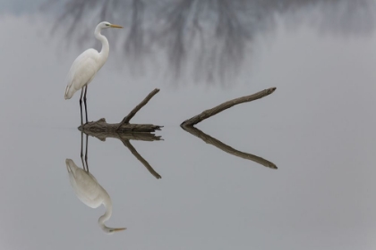 Picture of REFLECTIONS