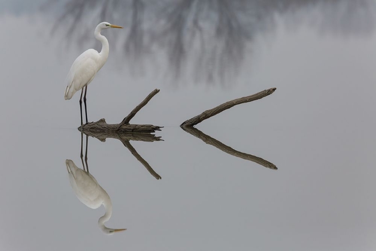 Picture of REFLECTIONS