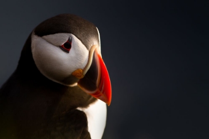 Picture of PUFFIN PORTRAIT