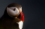Picture of PUFFIN PORTRAIT