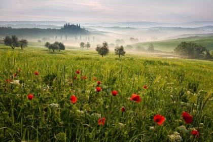 Picture of TUSCAN SPRING