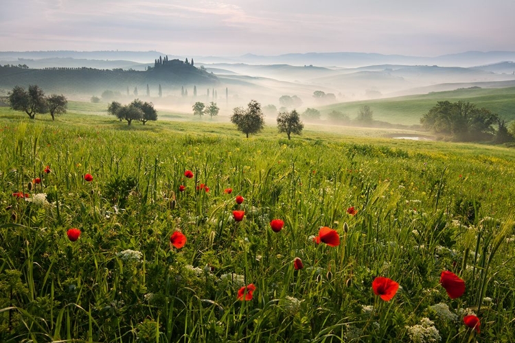 Picture of TUSCAN SPRING