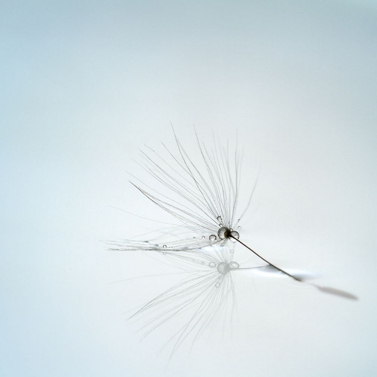 Picture of DROPS AND STEM