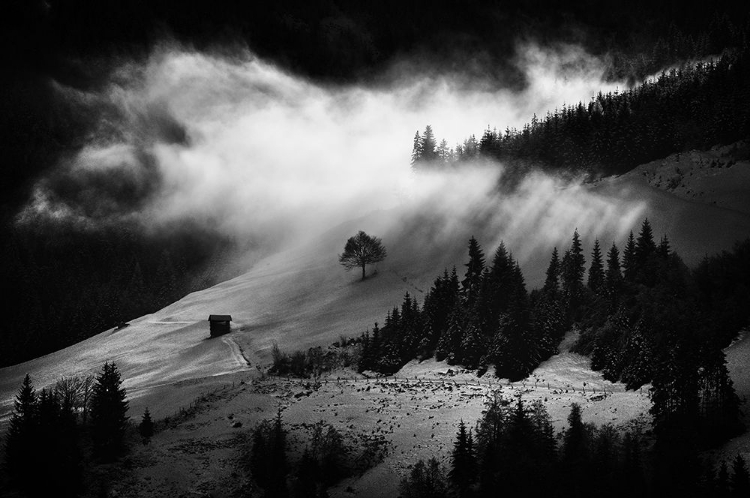 Picture of MORNING FOG