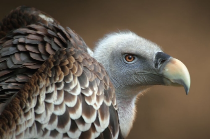 Picture of VULTURE