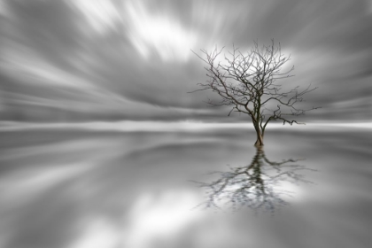 Picture of GHOST TREE