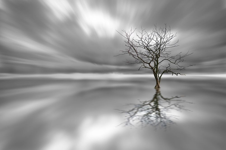 Picture of GHOST TREE