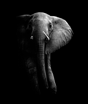 Picture of ELEPHANT!