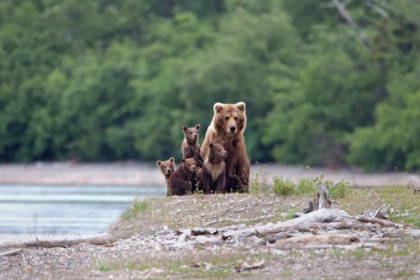 Picture of FAMILY AFFAIR.