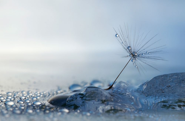 Picture of A BLUE MORNING