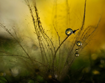 Picture of A GOLDEN MORNING SHOWER