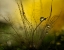 Picture of A GOLDEN MORNING SHOWER