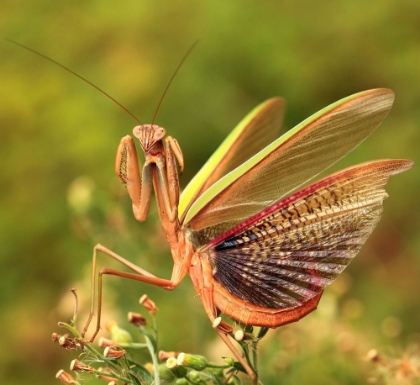 Picture of THE MANTIS SPREADS ITS TAIL