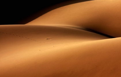 Picture of DESERT AND THE HUMAN TORSO
