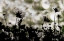 Picture of AUTUMN CHORUS