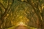 Picture of ILLUMINATION ALLEY