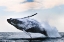 Picture of BREACH
