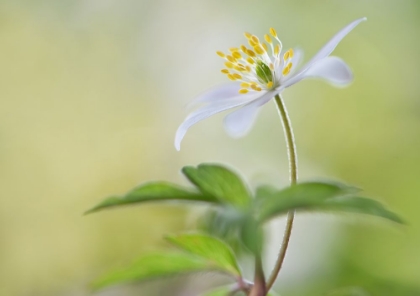 Picture of SPRING LIGHT