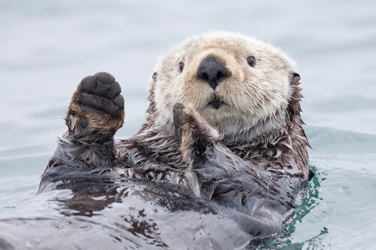 Picture of YESTERDAY I CAUGHT A FISH THIIIS BIG! - OTTER. ALASKA