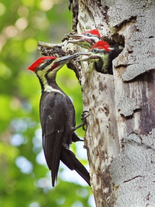 Picture of PILEATED WOODPECKER