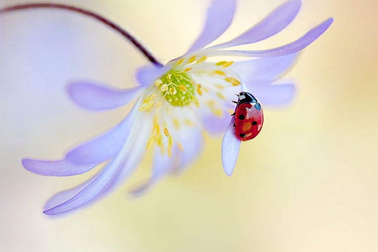 Picture of ANEMONE LADY