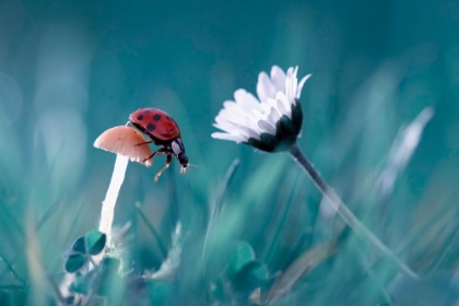Picture of THE STORY OF THE LADY BUG THAT TRIES TO CONVICE THE MUSHROOM TO HAVE A DATE WITH THE BEAUTIFUL DAISY