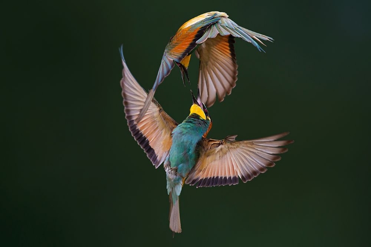 Picture of FIGHT BETWEEN RAINBOWS