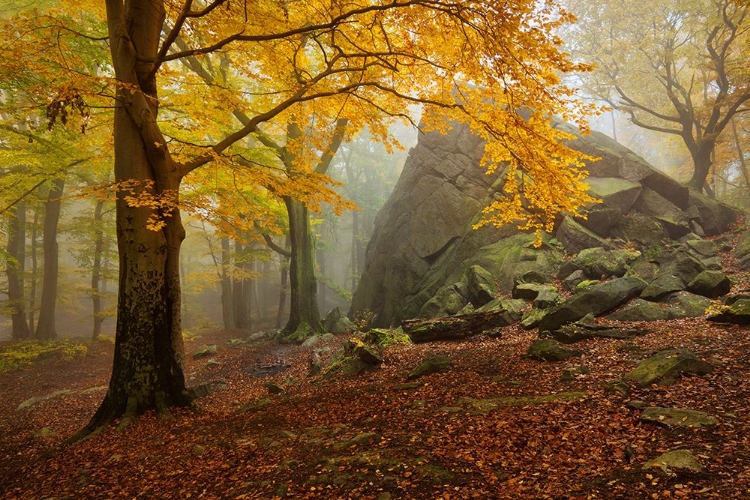 Picture of AUTUMN FOREST