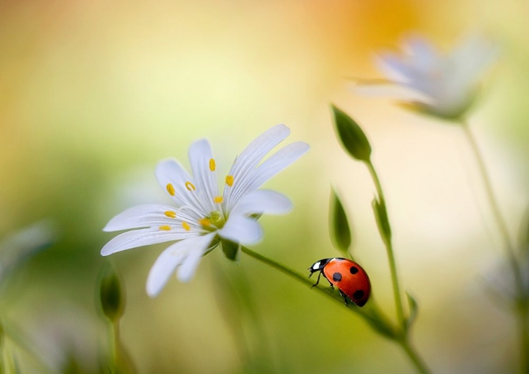 Picture of SUMMER BEAUTIES