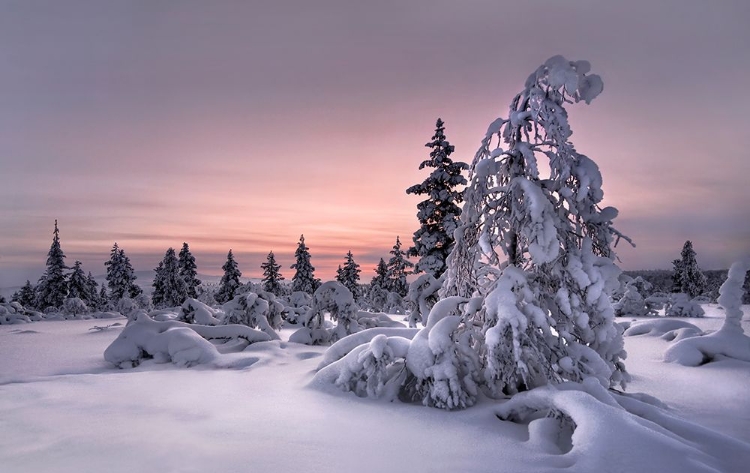 Picture of LAPPLAND - WINTERWONDERLAND