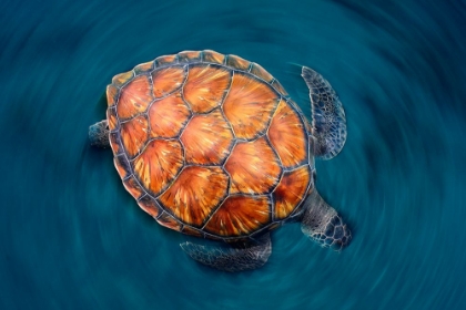 Picture of SPIN TURTLE