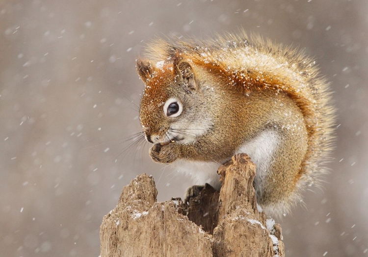 Picture of SNOW STORM