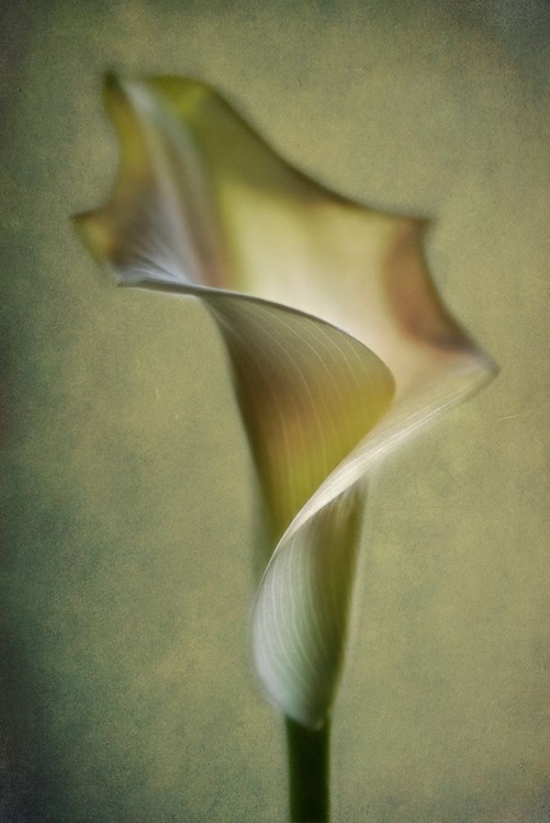 Picture of CALLA LILY