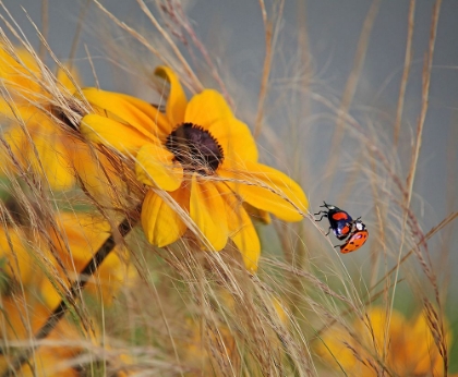 Picture of COLORS OF SUMMER