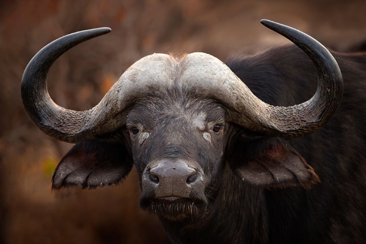 Picture of A BUFFALO PORTRAIT