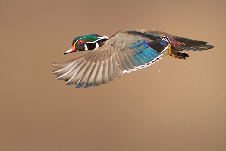 Picture of WOOD DUCK