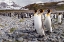 Picture of PENGUINS OF SALISBURY PLAIN