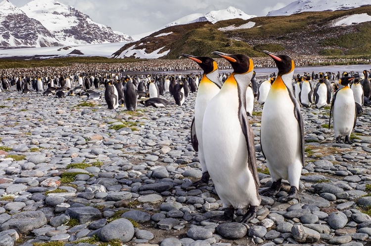 Picture of PENGUINS OF SALISBURY PLAIN