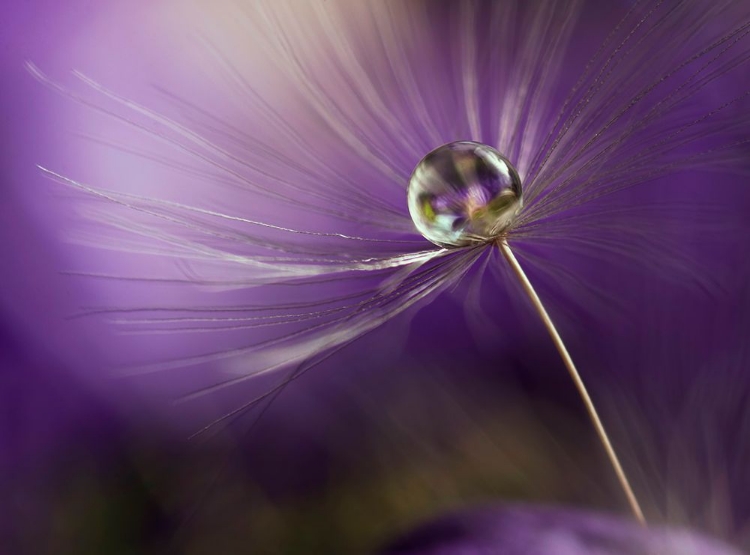 Picture of IN SHADES OF PURPLE