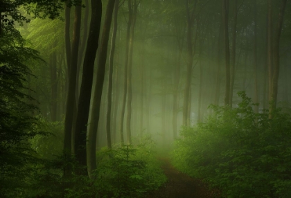 Picture of FOREST MORNING