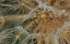 Picture of STARLESS