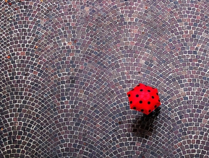 Picture of URBAN LADYBUG